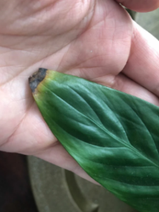 Brown Leaf Tips and Edge