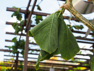 Drooping or Wilting