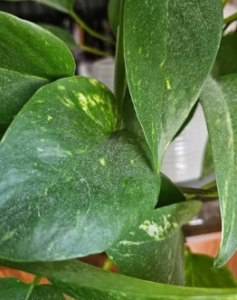 Dusty or Dull Leaves