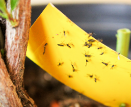 Fungus Gnats
