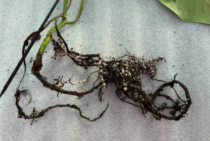 Root Rot plants