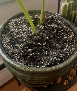 White Crust on Soil