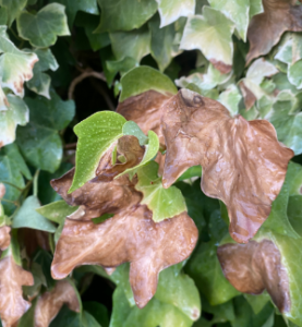 leaf with brown sun scorched patches