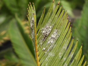 mealybugs
