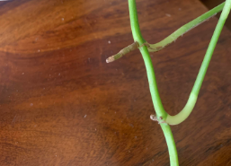 money plant node