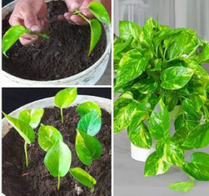 soil propagation money plant
