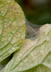 spider mites