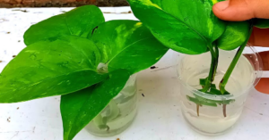 water propagated money plant