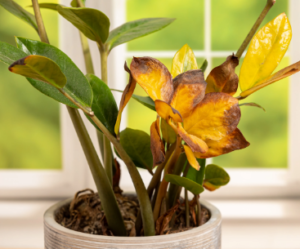 yellow leaves problem