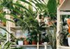 Beginner Indoor Gardening Guide