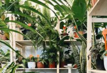 Beginner Indoor Gardening Guide