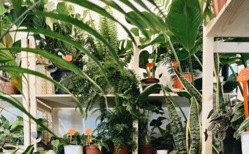 Beginner Indoor Gardening Guide