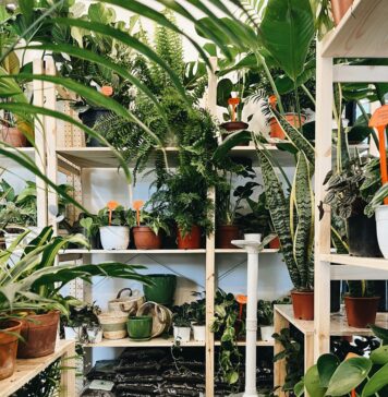 Beginner Indoor Gardening Guide