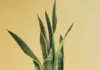 Snake Plant