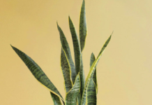 Snake Plant