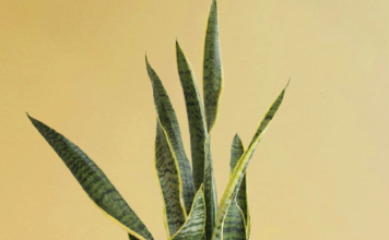 Snake Plant