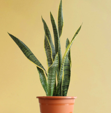 Snake Plant