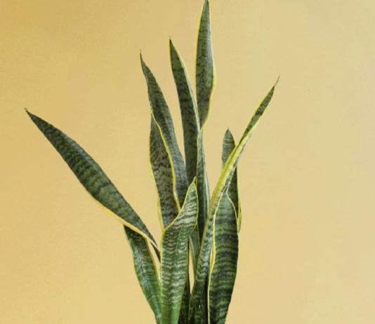 Snake Plant