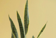 Snake Plant