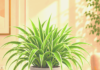 Spider Plant