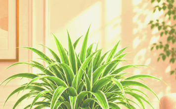 Spider Plant