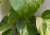 Money Plant