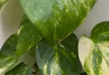 Money Plant