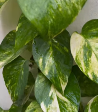 Money Plant