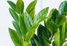 ZZ Plant