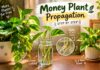 Money Plant Propagation: Easy Ways to Grow New Plants Money Plant Propagation