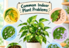 Common indoor plant problems common plant problems
